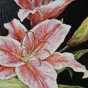 Stargazer Lily