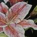 Stargazer Lily  detail 1