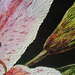 Stargazer Lily  detail 2