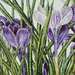 Crocuses On Snow