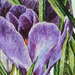 Crocuses On Snow  detail 1