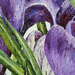 Crocuses On Snow  detail 2