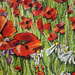 Poppy  detail 1