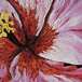 Hibiscus  detail
