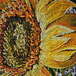 Sunflower  detail