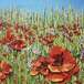 Poppy